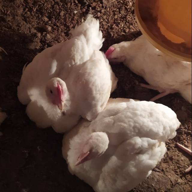 Ayam hidup broiler siap potong