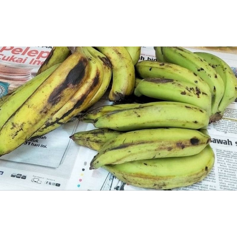 

PISANG NANGKA 1 SISIR/BUAH PISANG NANGKA FRESH 1 SISIR