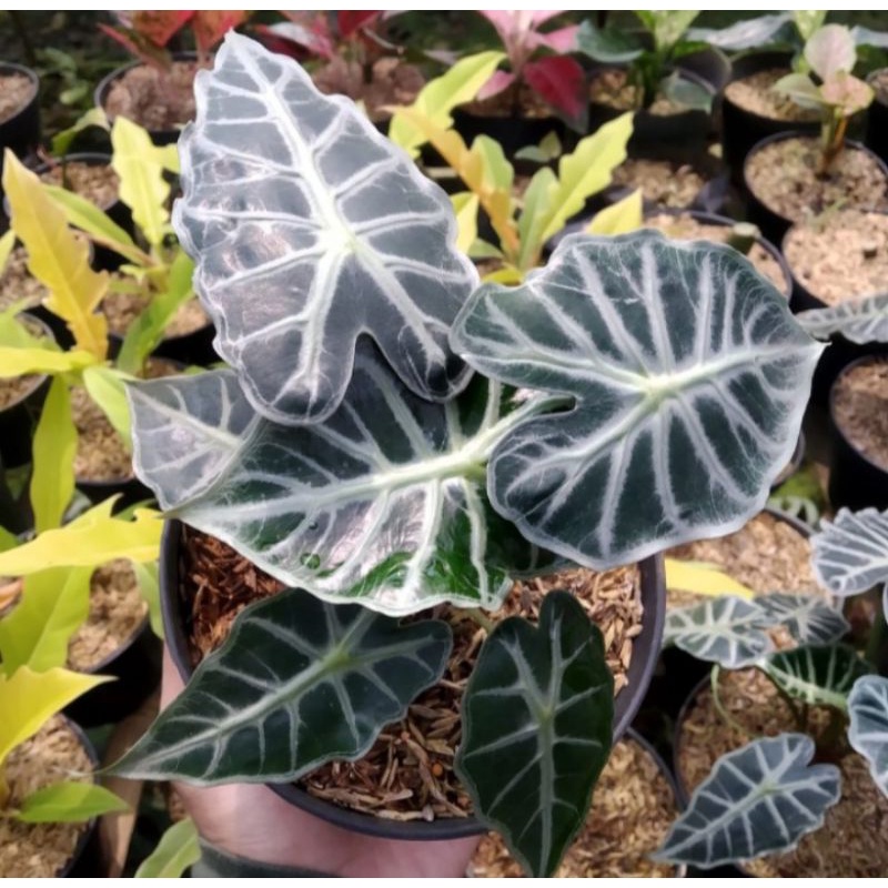 alocasia parasol mini