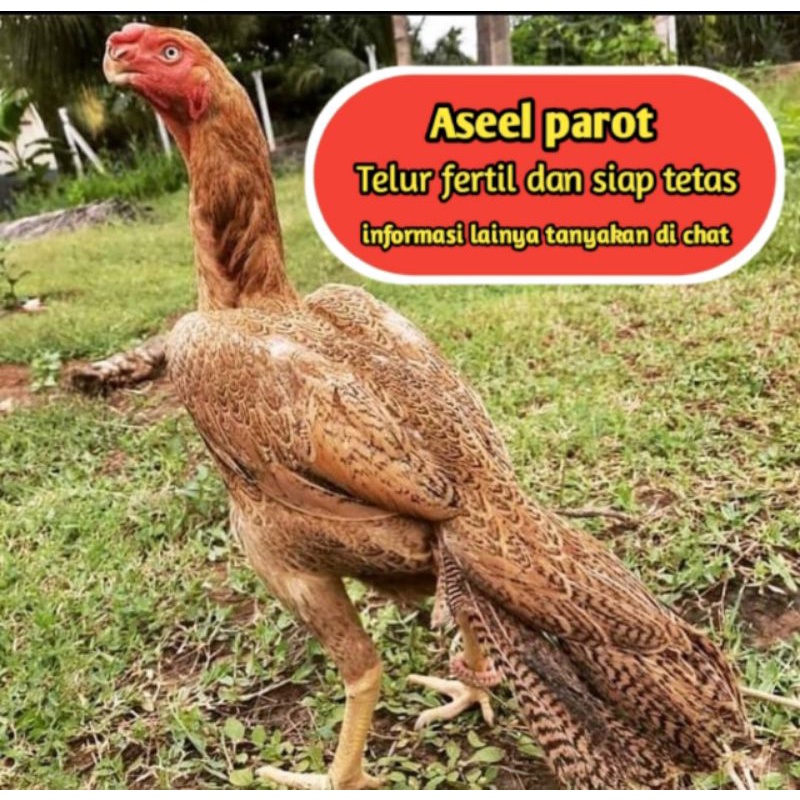 telur ayam bangkok aseel parot