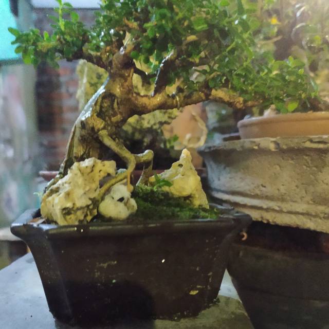 Bonsai mame Stigi