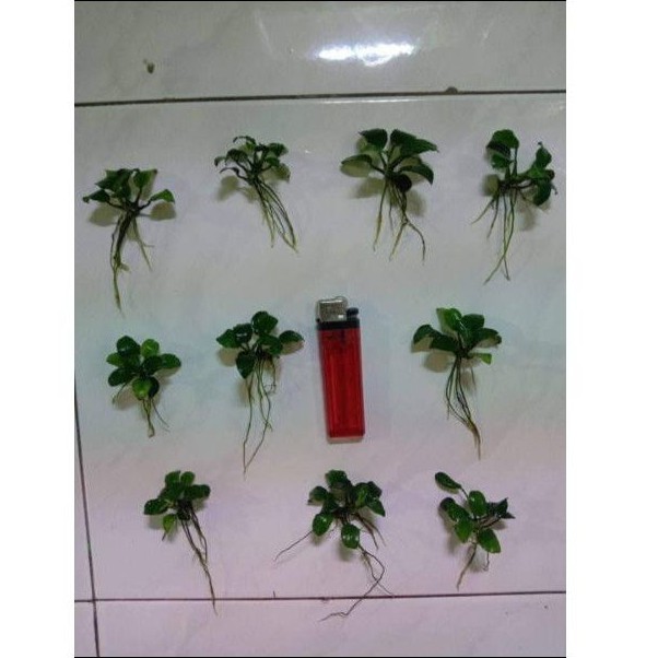 beli 10 bonus 1 anubias petite tropica full daun air rawatan pribadi