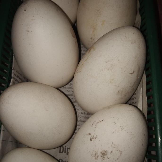 

Telor soang bagus