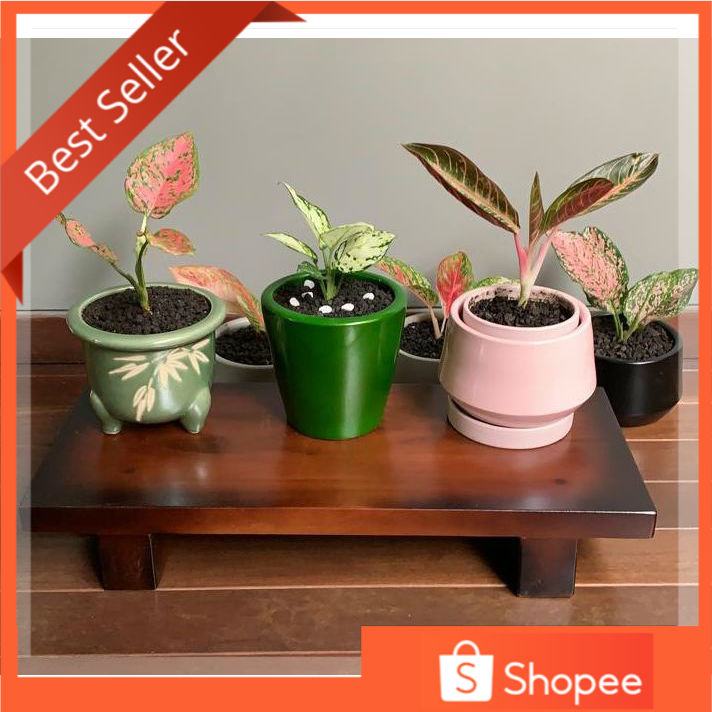 TEMPAT POT BUNGA KAYU 60X25 CM UNTUK BUNGA AGRONEMA