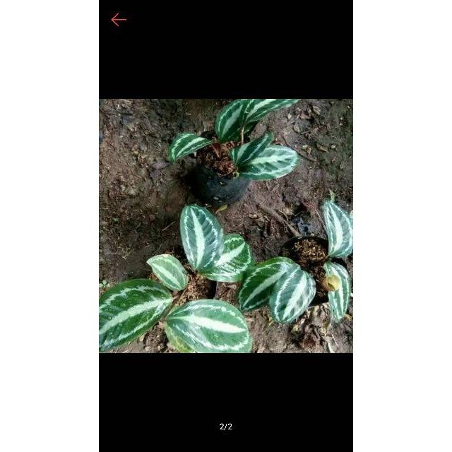 Tanaman hias calathea silverblack