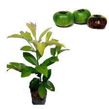 BIBIT SAWO HITAM SAPOTE