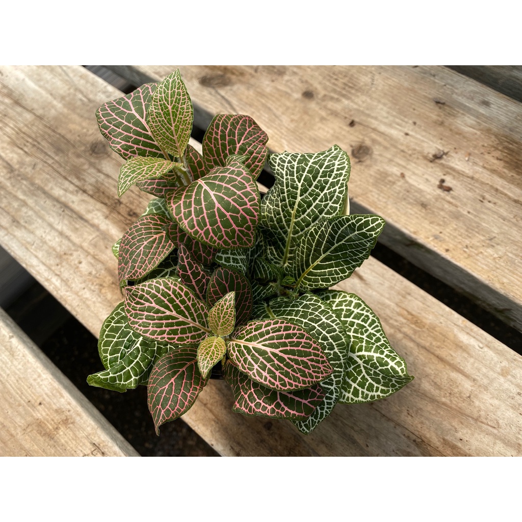 Tanaman Hias Fittonia Pink Green Tanaman Bunga Murah Fittonia Pink Segar Berkualitas