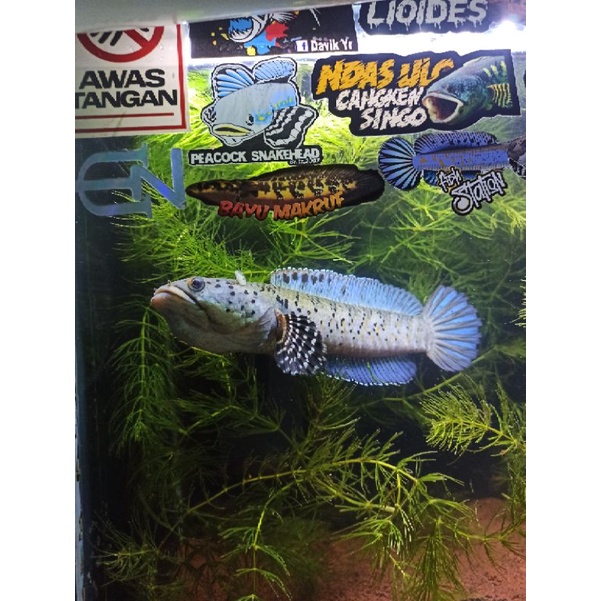 

baby Channa pulcra 8-9 cm