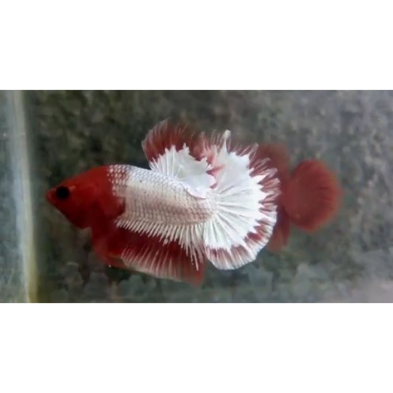 Cupang FCCP WS & White Scale Mix