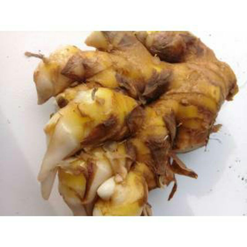 

bengle / panglai / bangle 250gr