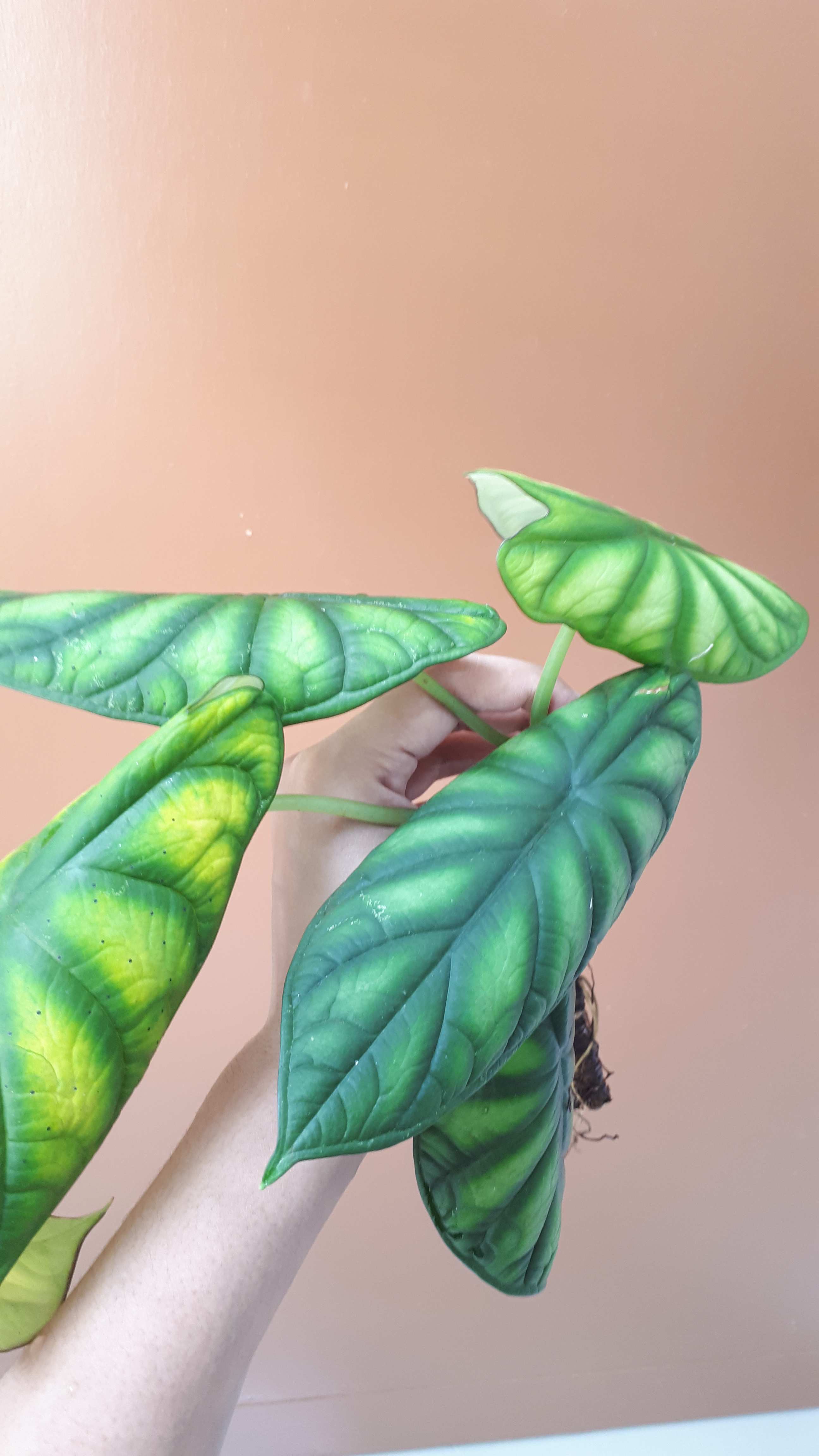 Alocasia Dragon Scale (keladi Tengkorak Hijau) Dewasa