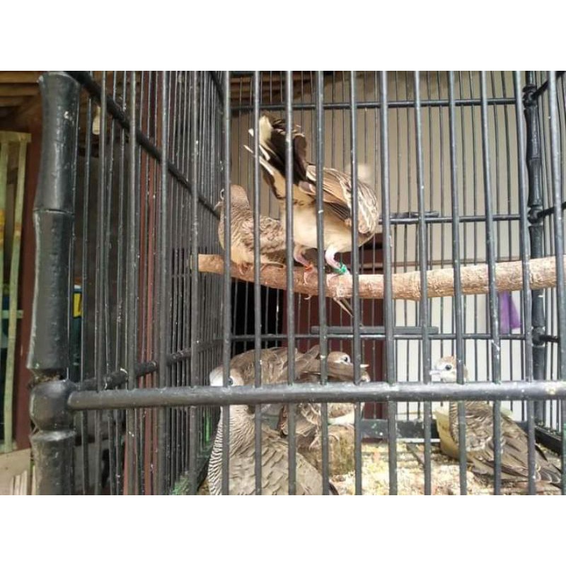 Burung perkutut Bangkok