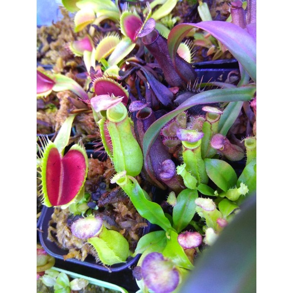 Tanaman Karnivora Nepenthes Bicalcarata Red