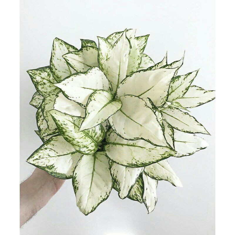 Tanaman hias aglonema snow white-Tanaman hias-Aglonema snow white-PROMO // Snow white -Aglonema murh