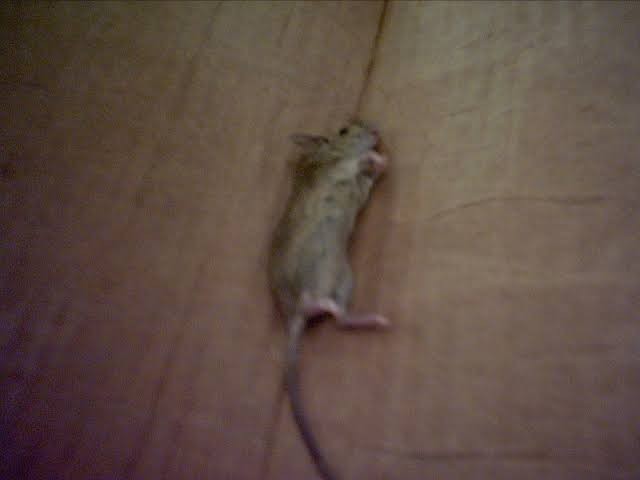 Racun Tikus Ramtus Asli Alami Mati Kering Tidak Bau Pembasmi Pengusir Tikus Paling Ampuh 12 Pack