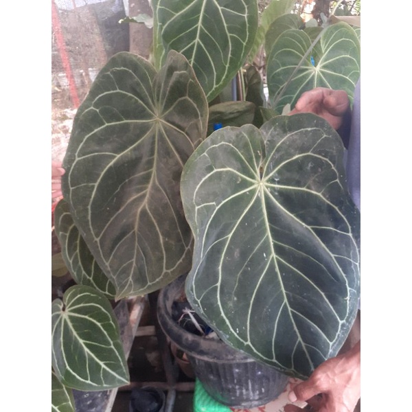 kuping gajah magnifikum/anturium kuping gajah