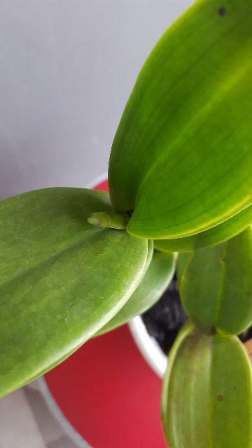 Anggrek Den White Diamon Star