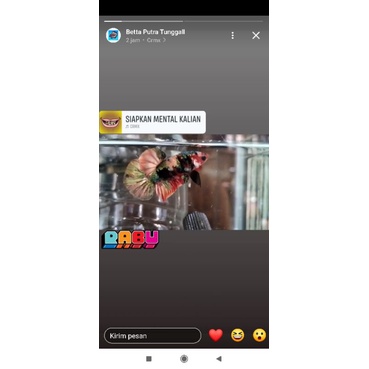 cupang red koi coper