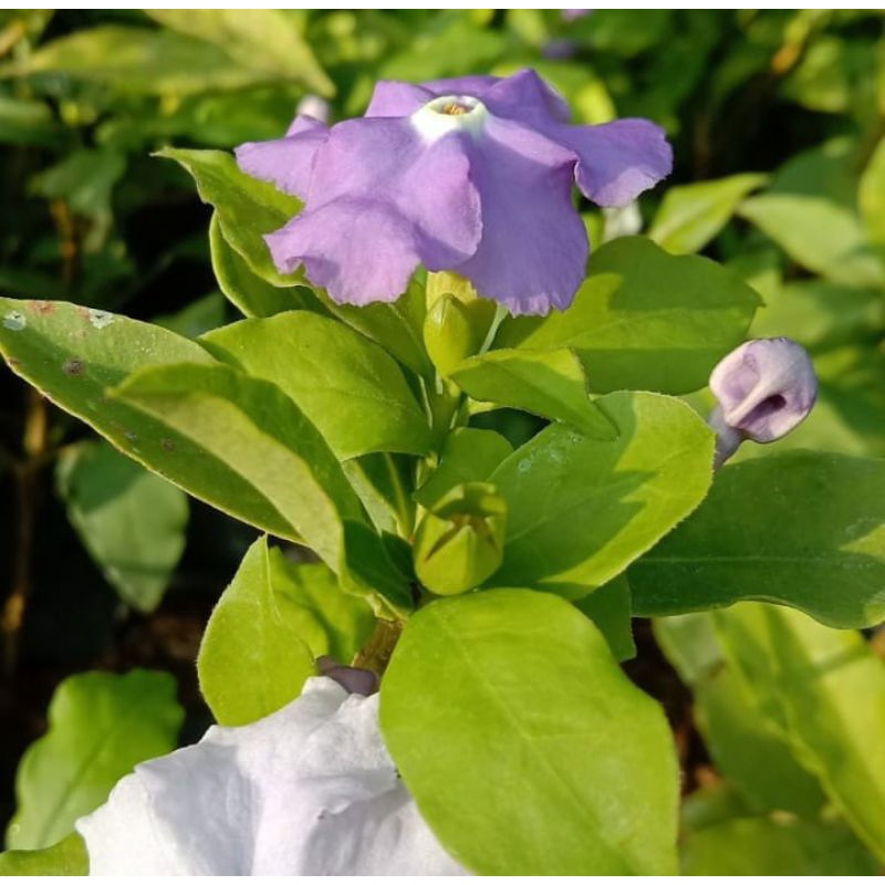 Tanaman hias melati costa / bunga melati costa