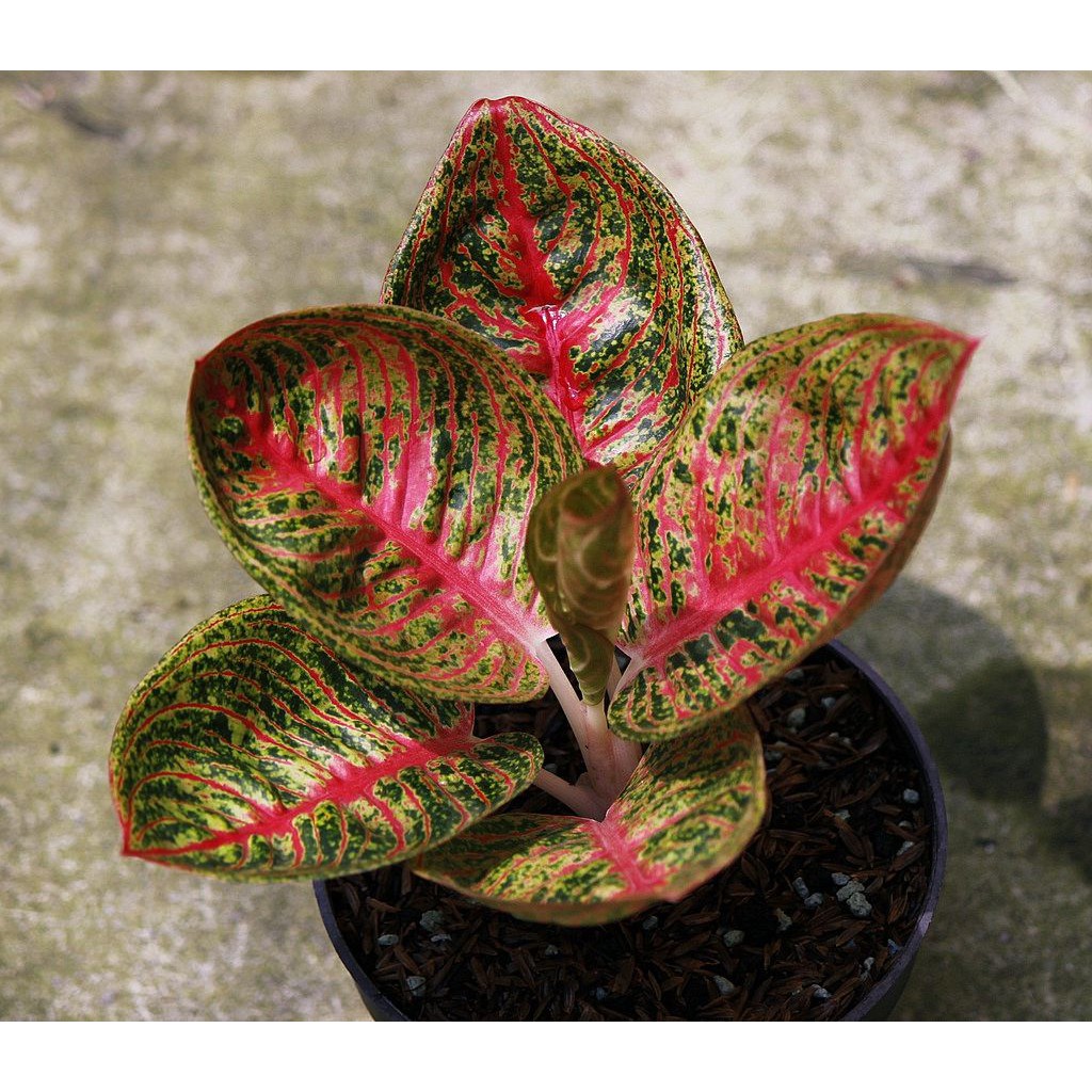 RARE Bibit Bonggolan Aglonema Legacy Mangkok