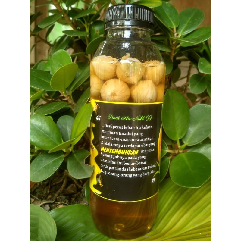 

Madu Bawang Tunggal / Bawang Lanang