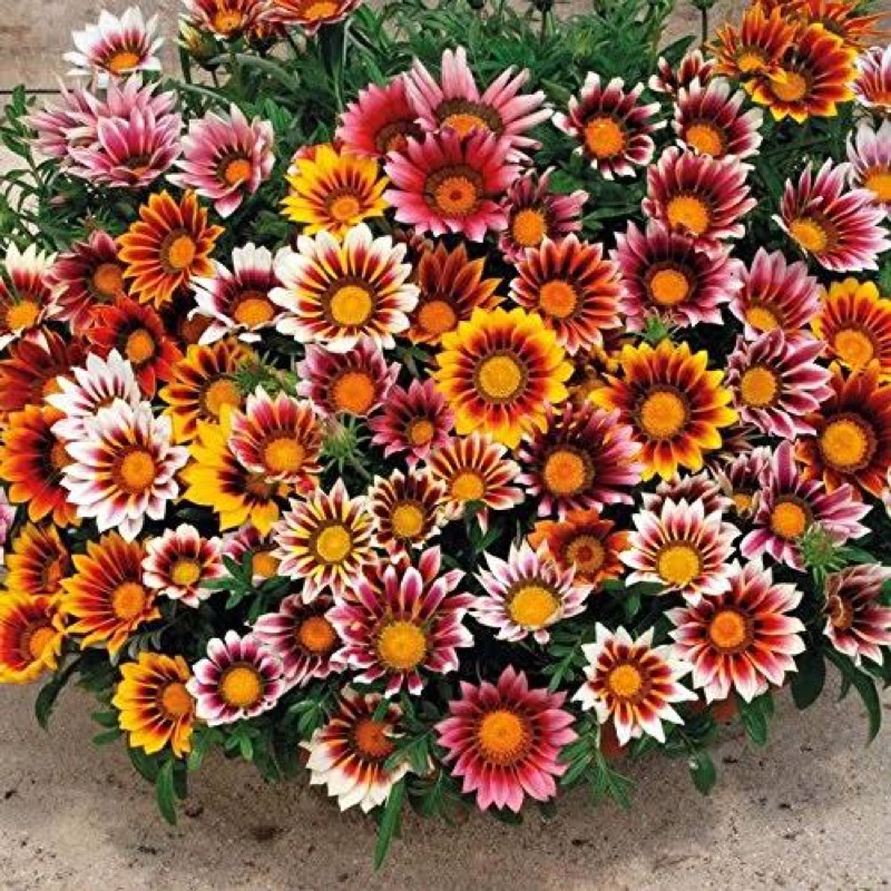 Benih Bibit Biji - Bunga Gazania Mix Sunshine Treasure Flower Seeds - IMPORT