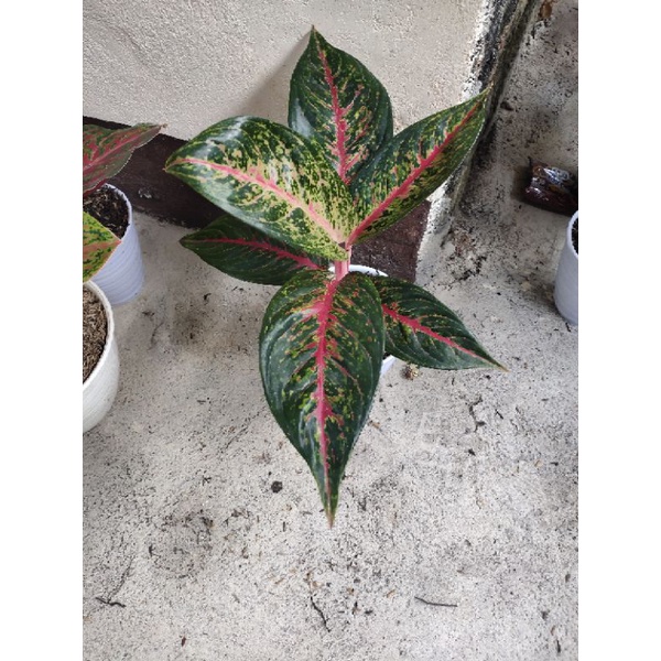 aglonema/hot ledy flaming