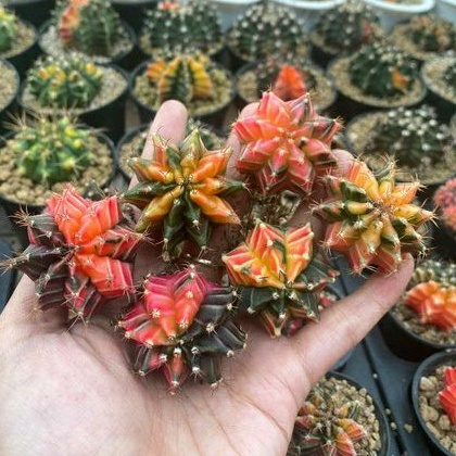 MIHA VARIEGATA MERAH ATAU PINK SIZE BESAR / MIHA VARIEGATA / GYMNOCALYCIUM / GYMNO VAR / MIHANOVICHI