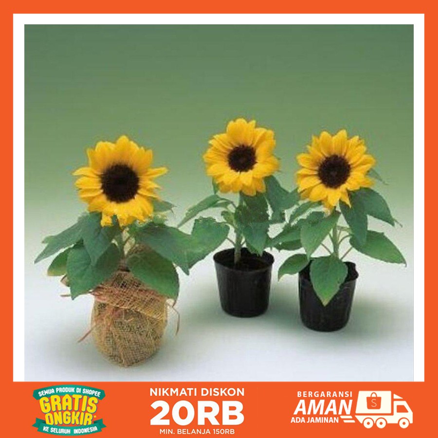 Jual Bunga Matahari Mini Sun Flowerbukan Anggrek Mawar Kamboja Melati Lily Limited Shopee Indonesia
