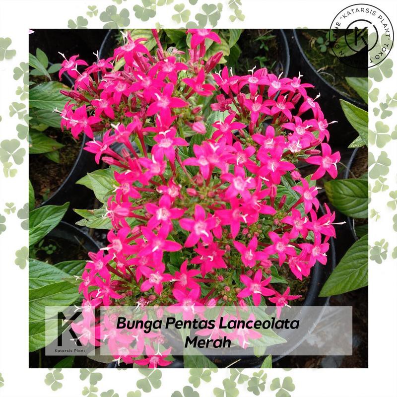 Katarsis Plant Tanaman Hias Bunga Pentas Merah Lanceolata Untuk Tempat Panas Shopee Indonesia