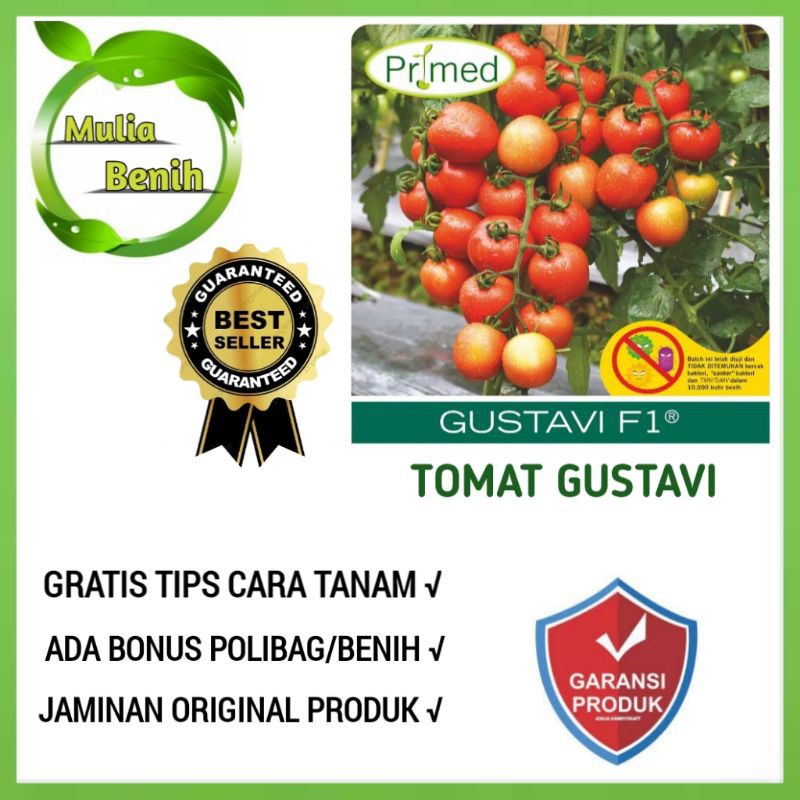 √COD] 25 Biji - Benih Tomat GUSTAVI F1 - Bibit Tanaman Sayur Sayuran Buah Tomat Benih Sayur Servo