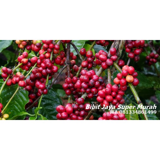 Bibit Kopi Robusta SuperMurah / Bibit Super Murah