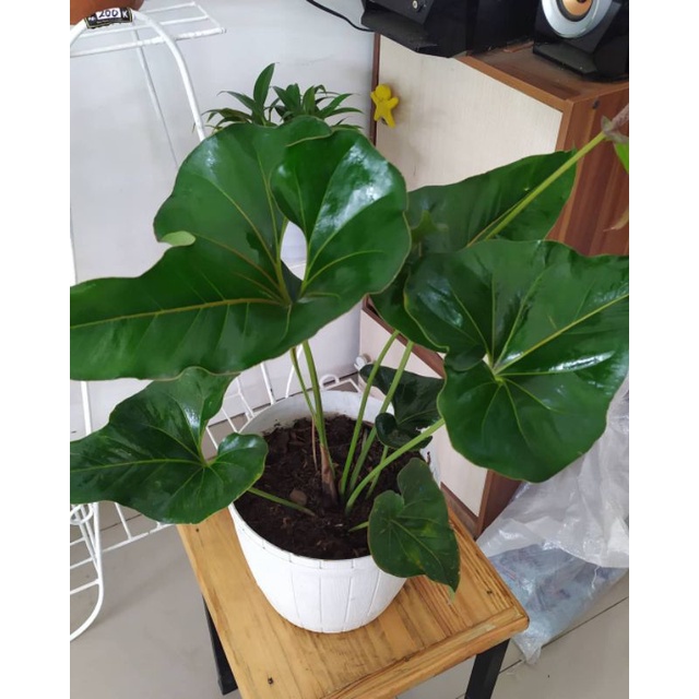 ANTURIUM CORONG - DAUN BERBENTUK CORONG