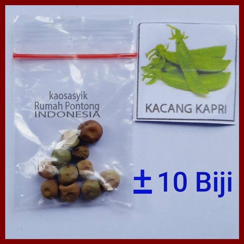 BENIH KACANG / KACANG HIJAU, KAPRI, MERAH, TANAH, KECIPIR, KEDELAI, TOLO/LANDES-10 Kacang Kapri