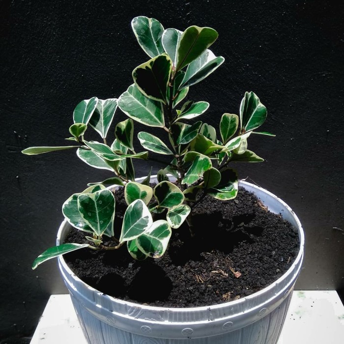 Jual Tanaman Hias Beringin Kupu Variegata Ficus Triangularis