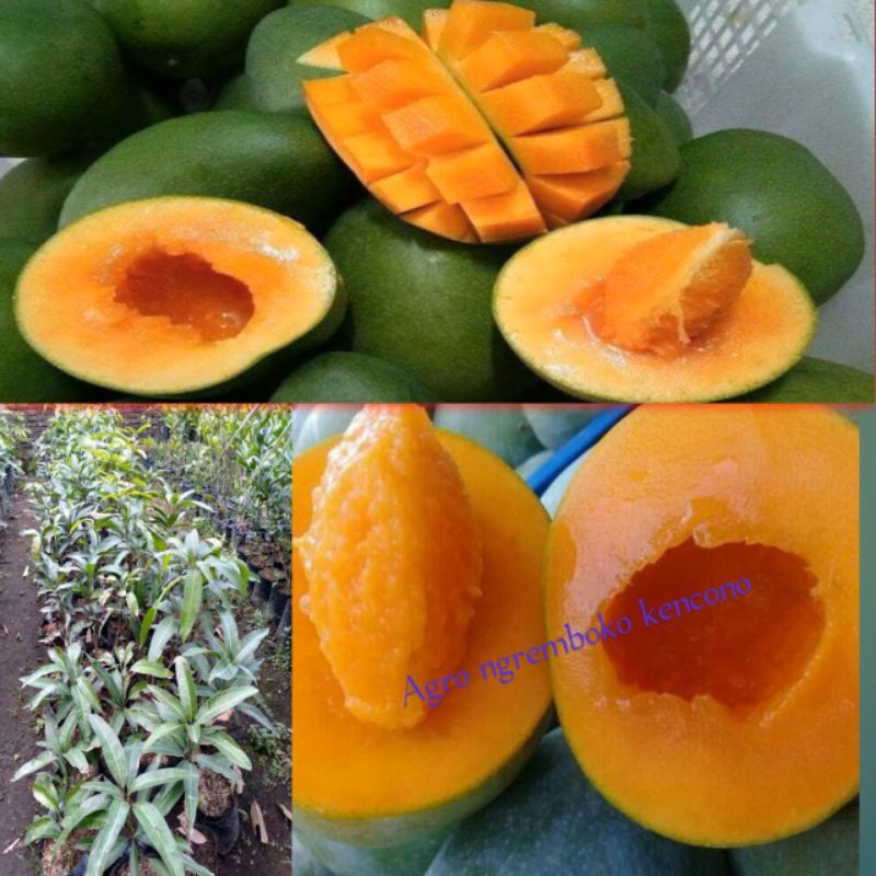 

Bibit Mangga alpukat ,murah bisa Cod