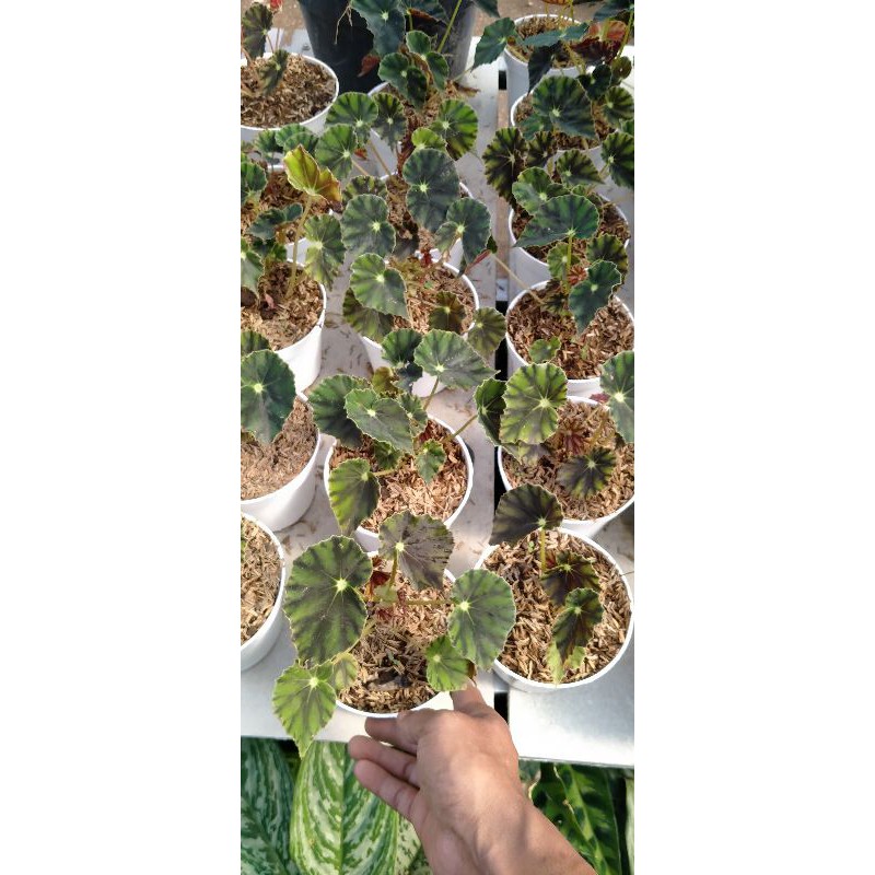 Begonia Kerang