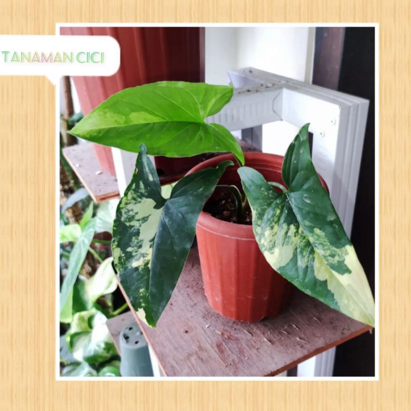 Syngonium Yellow variegated Syngo var yellow