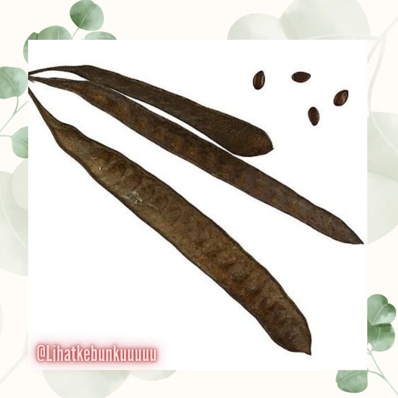 Benih Lamtoro (Leucaena Leucocephala)