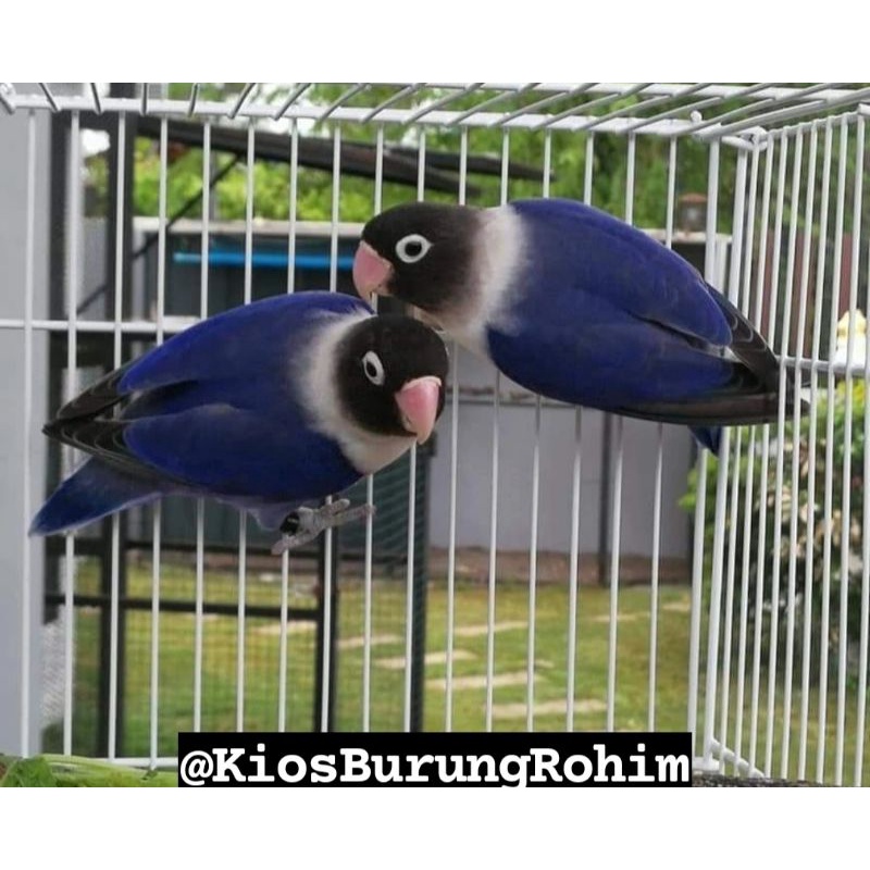 burung lovebird sepasang violet dakocan