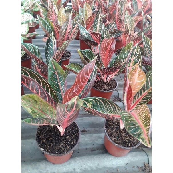 Aglonema Red sumatra / POS