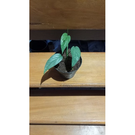 epipremnum cebu blue