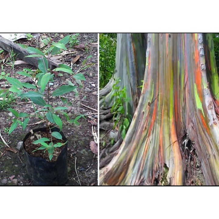 Bibit Pohon Rainbow Eucalyptus/ Pohon Pelangi/Eucalyptus Deglupta