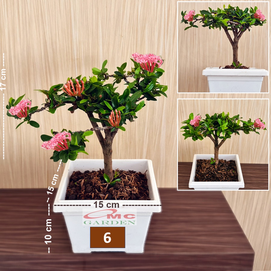 Tanaman Hias Bonsai Bonsae Mame Soka Mini Asoka Jepang Ixora Pink Jambon B-SMP-008