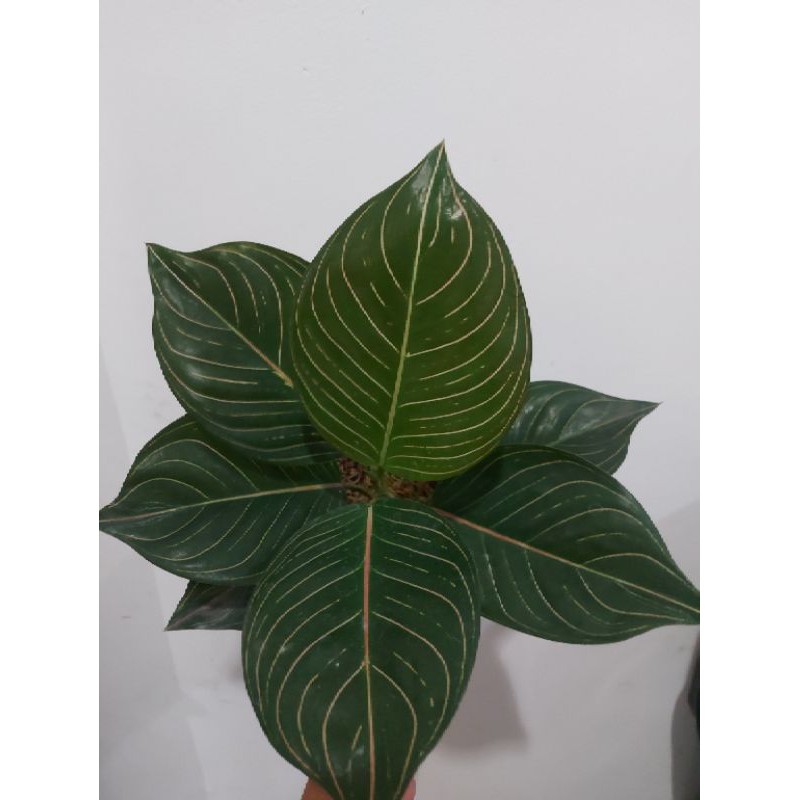 Aglonema esmeralda black