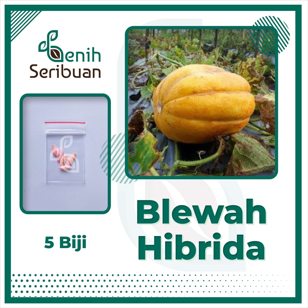 BS-BYL Benih Buah Bibit Tanaman Buah F1 Hibrida Unggul Anggur Strawberry Semangka Melon Labu Pepaya Jambu Blackberry Ciplukan Raspberry dll-BLEWAH HIBRIDA