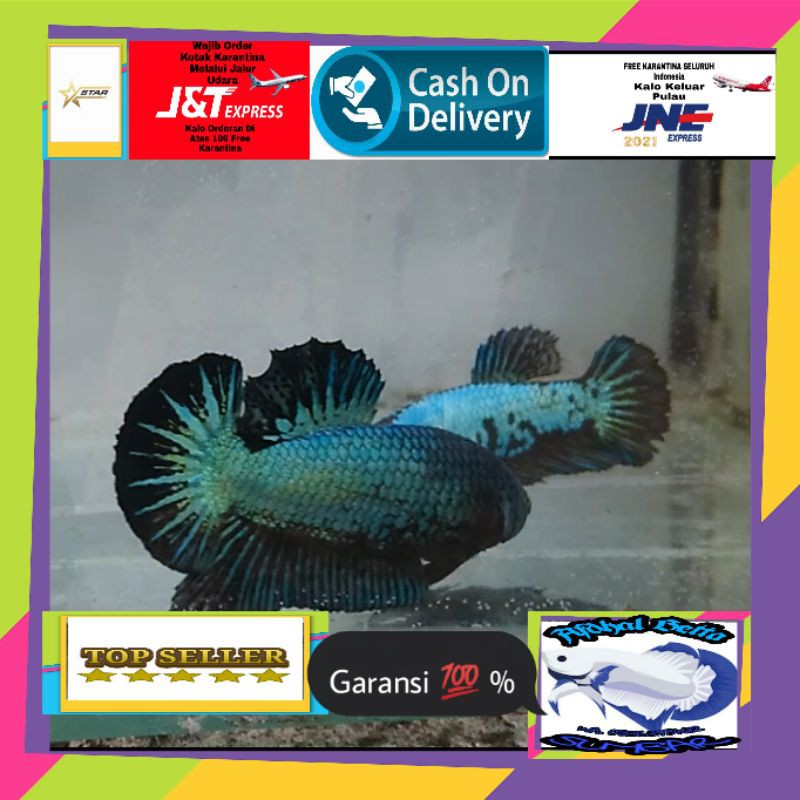 1 pair Ikan Cupang Cover Greend  Line Samurai