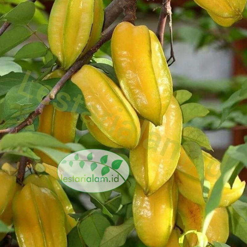 Bibit tanaman pohon buah belimbing manis bibit belimbing madu bibit belimbing