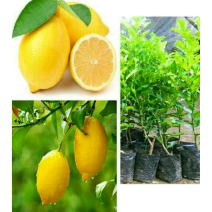 bibit lemon california jumbo/bibit lemon kuning