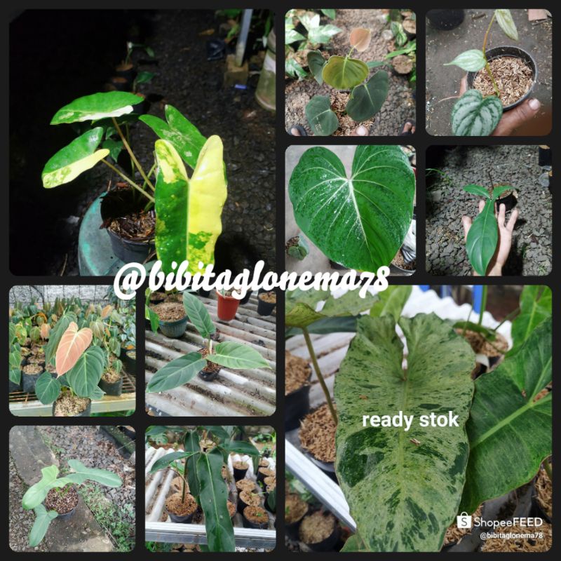 PAKET 10 PHILODENDRON Burlemarx varigata,Lupinum,Brantianum,Gloriosum,Kode69689,Melano,Subastatum,Vi